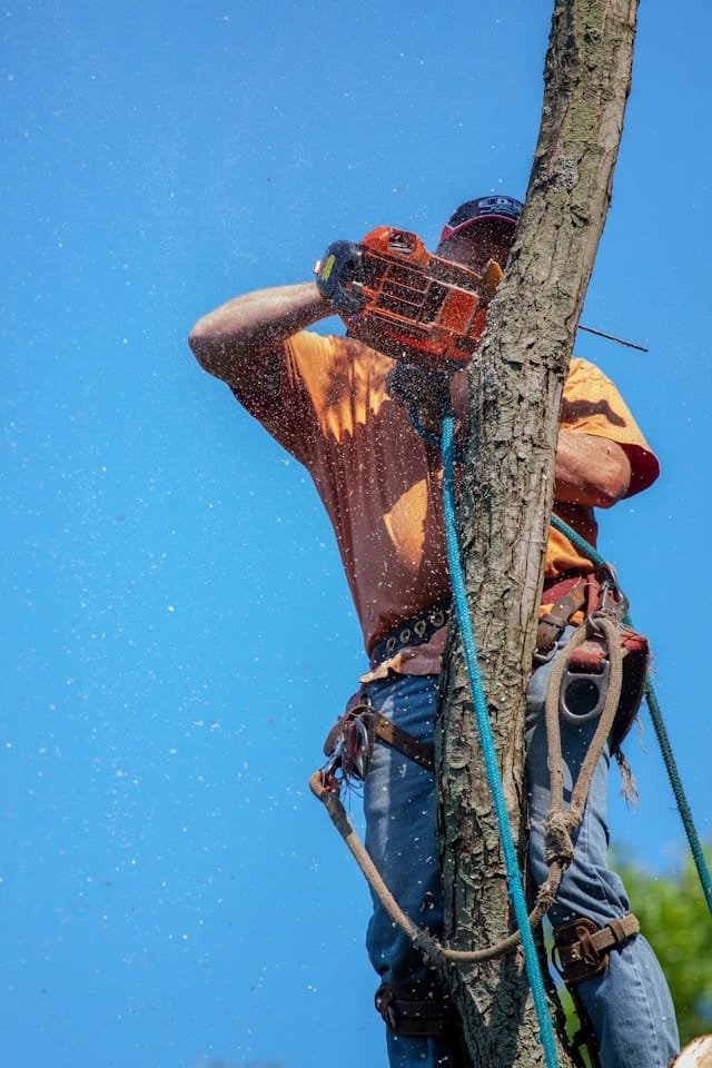 arborist trimming a tree in Celebration fl